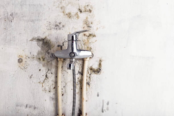 Best Mold Remediation  in Shiprock, NM