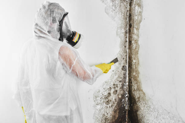 Home Mold Removal in Shiprock, NM