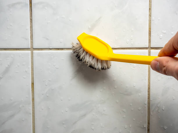 Best Toxic Mold Removal  in Shiprock, NM