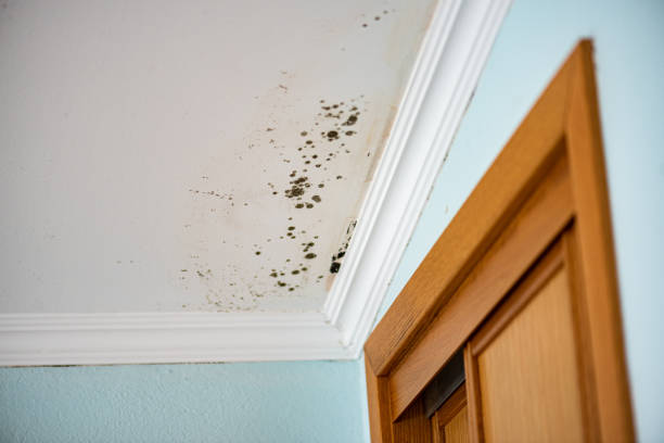 Best Mold Testing  in Shiprock, NM