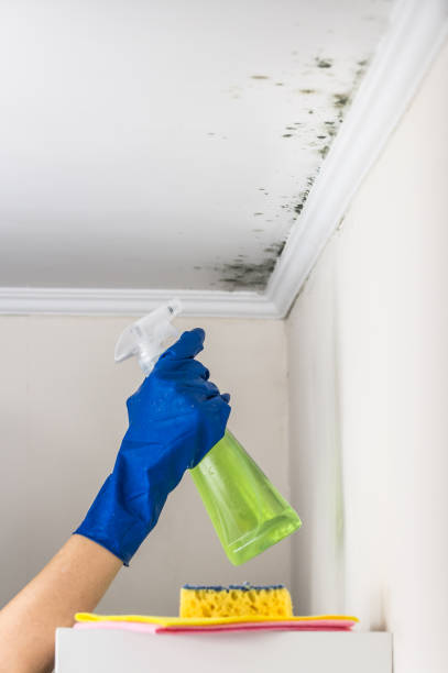Mold Removal Process in Shiprock, NM